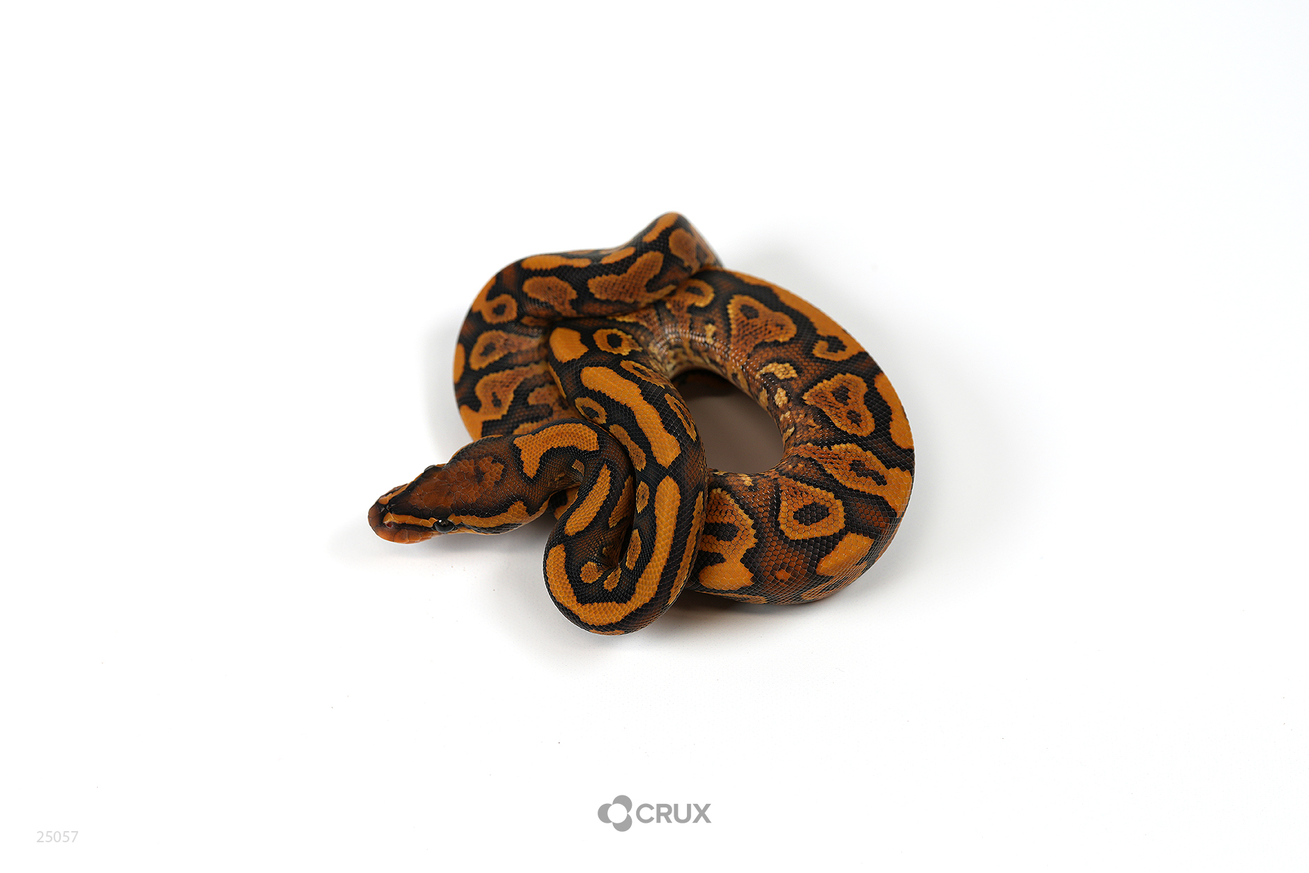 1.0 NR Mandarin Yellowbelly Hypo Het Puzzle