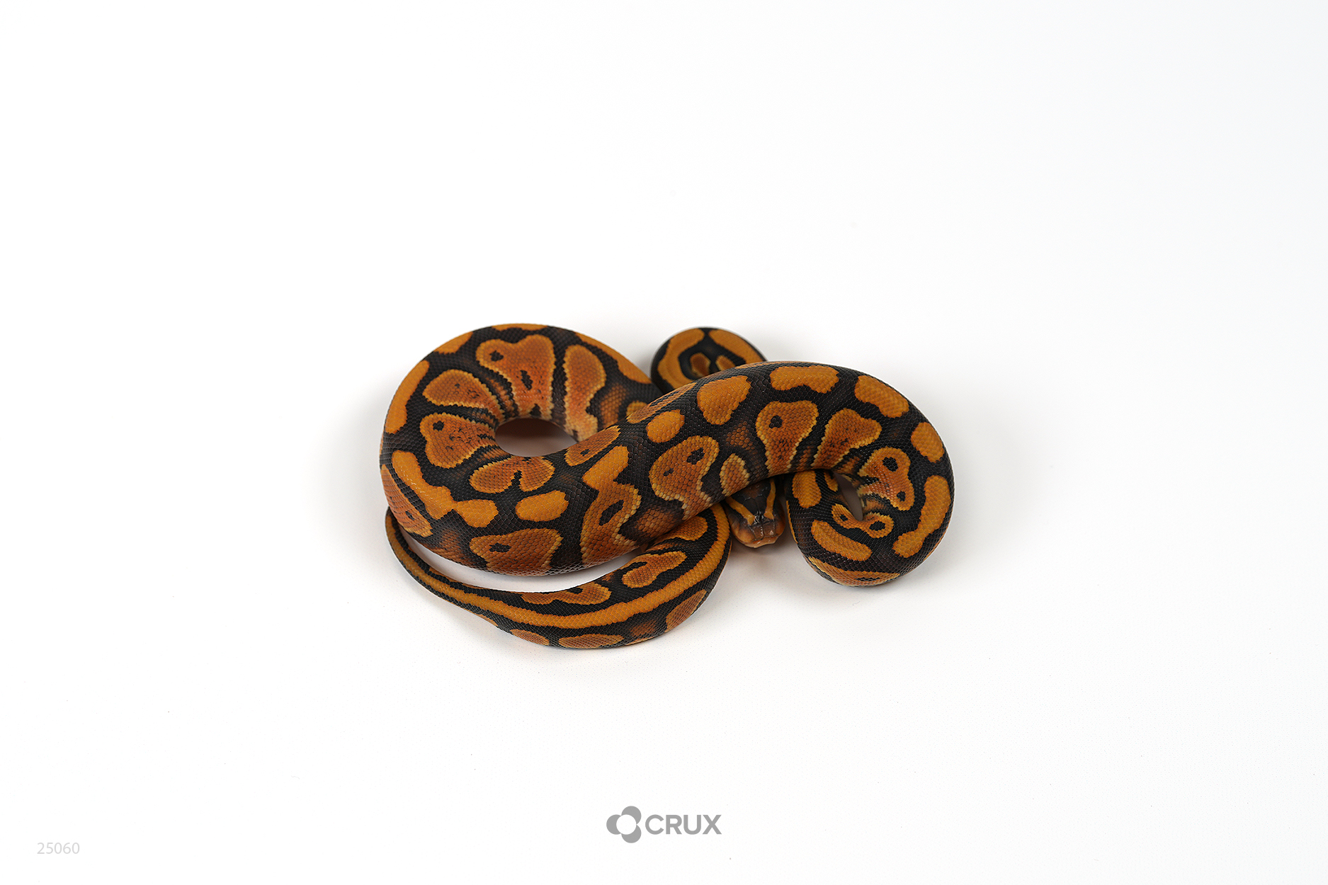 0.1 NR Mandarin Hypo Het Puzzle