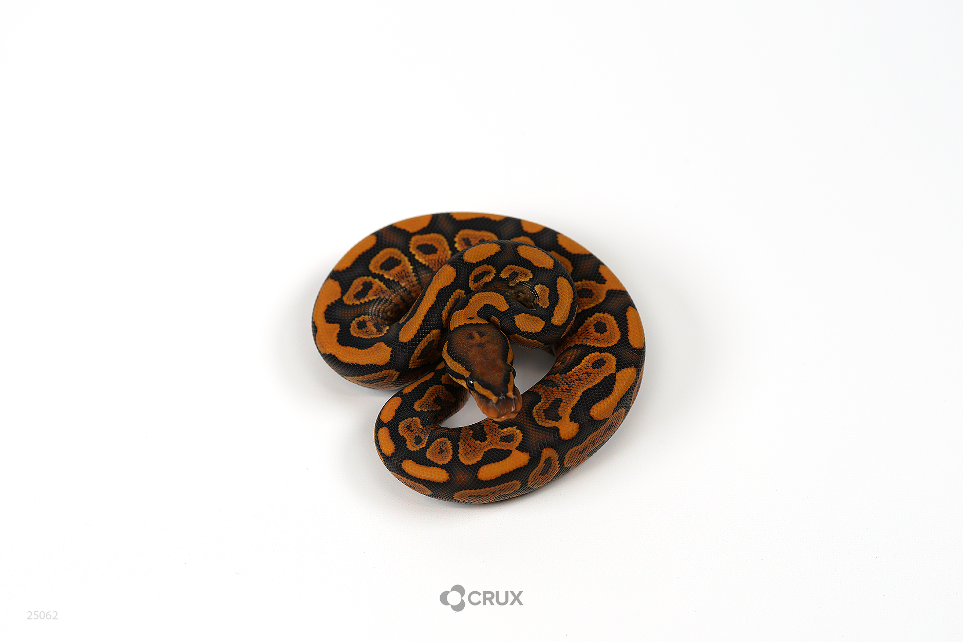 1.0 NR Mandarin Yellowbelly Hypo Het Puzzle